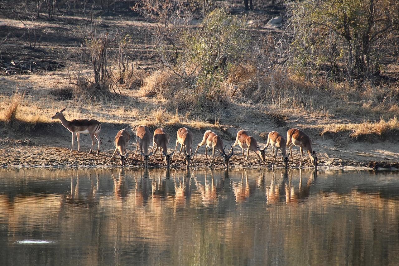 Impalas at a waterhole in the Kruger National Park