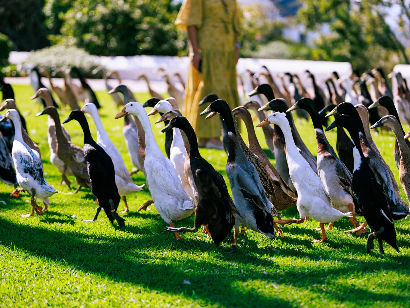 Bernie admiring the Indian Runner Ducks at Vergenoegd Boutique Hotel and Spa