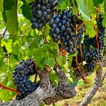 Black grapes in a vineyard in South Africa