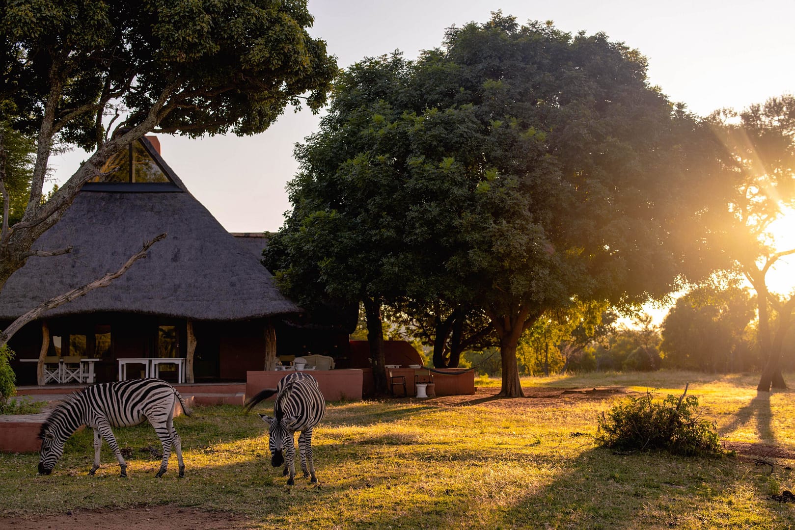 Lodge, Zebras in front of a Game Lodge, South Africa