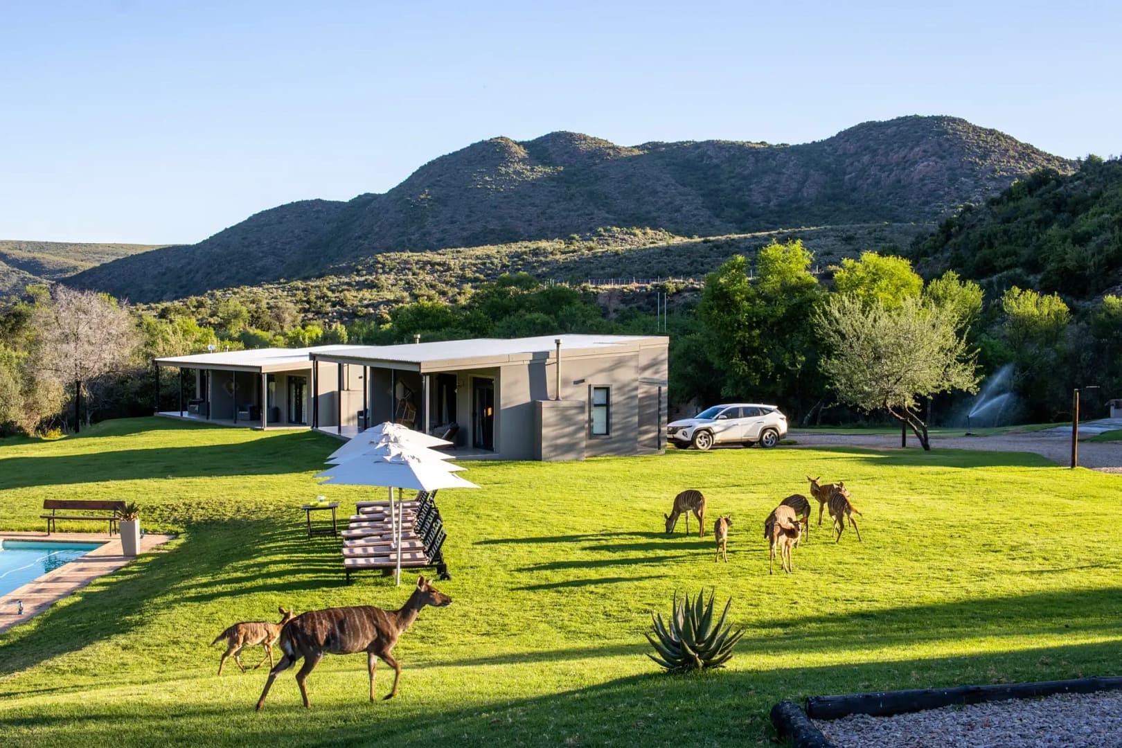 Wildehondekloof Klein Karoo near Oudtshoorn views of the estate with rolling lawns with Nyalas and a pool
