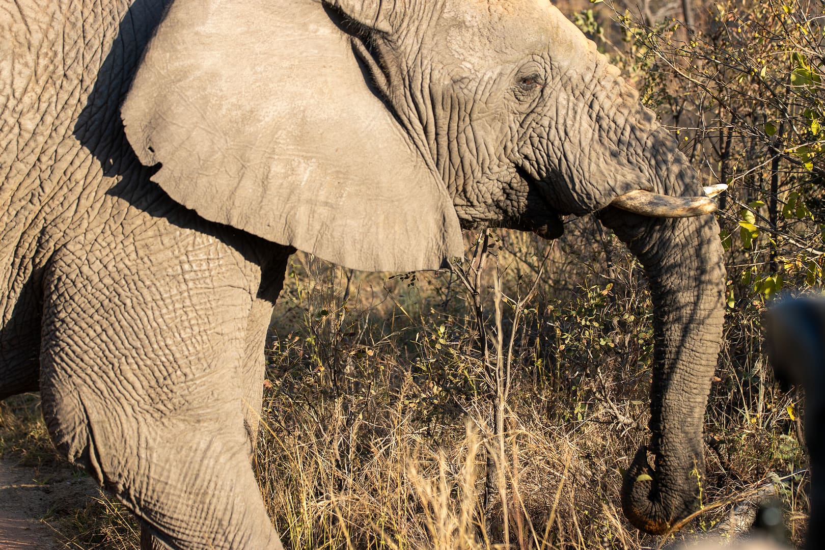 Elephant, Elephants Crossing, South Africa, Welgevonden Game Reserve