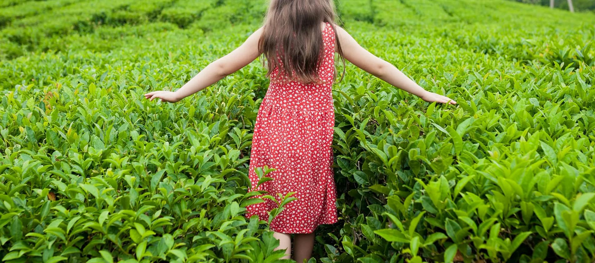 Lady in red dress walking in a Rooibos Tea plantation
