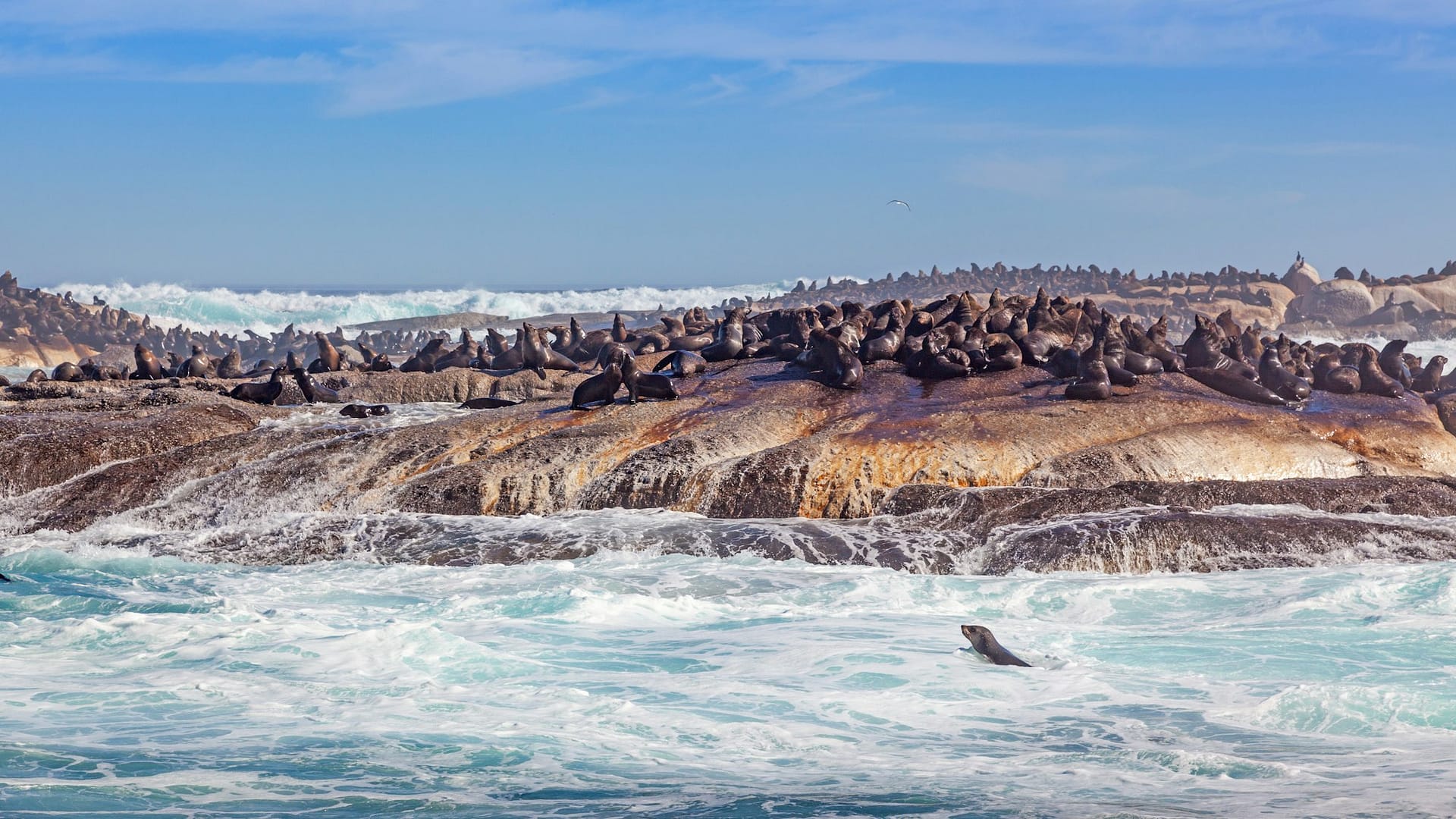 Cape Fur Seals Near Cape Town