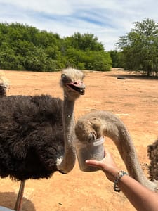 Straussenfarm, Oudtshoorn