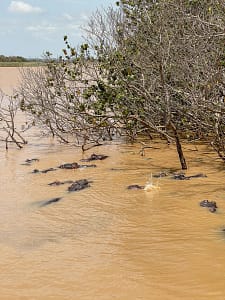 Hippos at iSimangaliso Wetlands Park, Kwa-Zulu Natal group tour