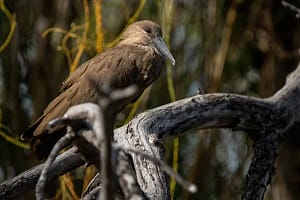 Stunning birds