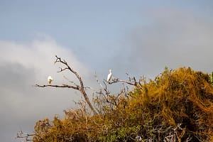 Birds in a tree in the Okavango Delta