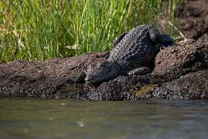 The Okavango delta is invested with crocodiles