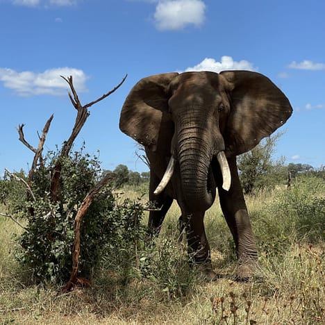 Lohnt sich ein Besuch im Kruger Nationalpark?