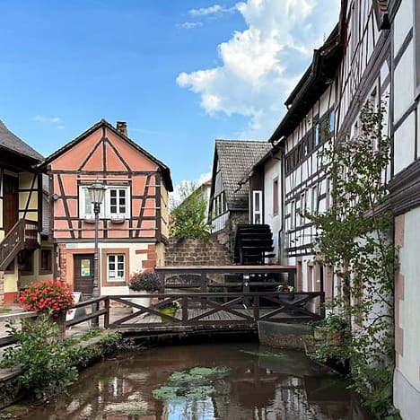 Viehscheid im Allgäu: Informationen und Termine