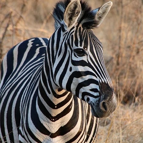 A close up of a Zebra in the Kruger National Park