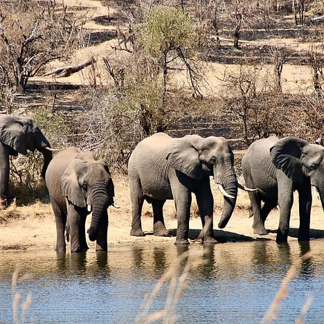 Big 5 Game Reserve Elephants at a waterhole in the Kruger National park South Africa. Elefanten Big 5 Wildreservat Südafrika