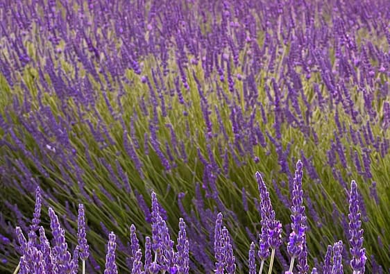 The lavender fields in France during golden hour
