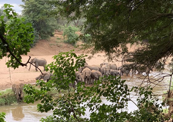 TRavelbuddies in Kruger
