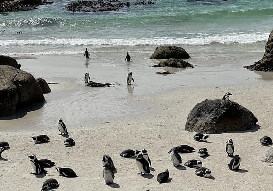 Boulders Beach, South Africa