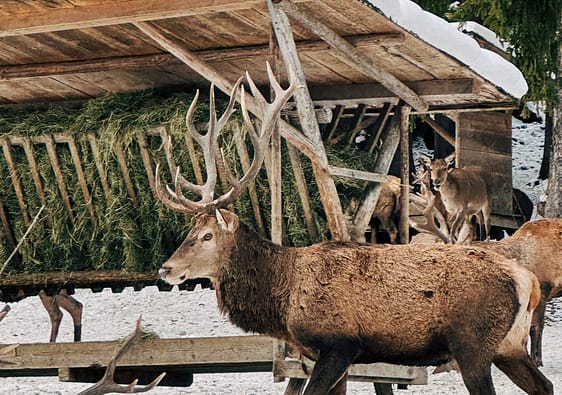 Deer feeding Schwangau