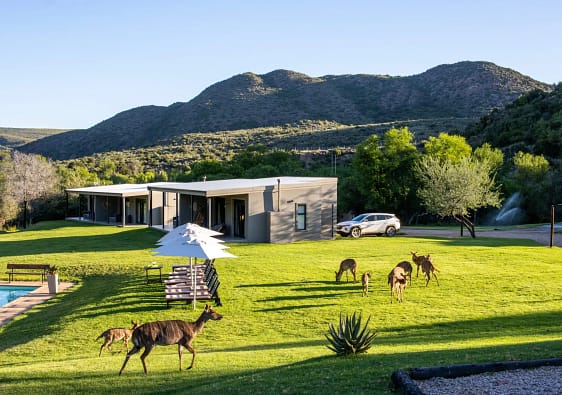 Wildehondekloof Klein Karoo near Oudtshoorn views of the estate with rolling lawns with Nyalas and a pool