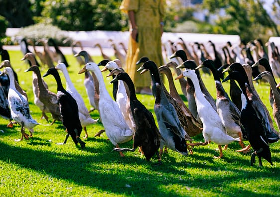 Bernie admiring the Indian Runner Ducks at Vergenoegd Boutique Hotel and Spa