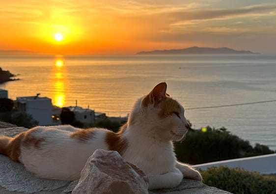 A white and ginger coloured cat on Syros enjoying the sunset