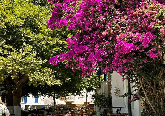 Dyo Choria, Bougainvillea, sqare in Greece with Bougainvillea. Geheimtipp in den Kykladen
