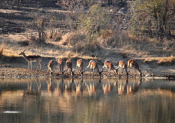 Impalas at a waterhole in the Kruger National Park