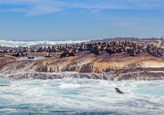 Cape Fur Seals Near Cape Town