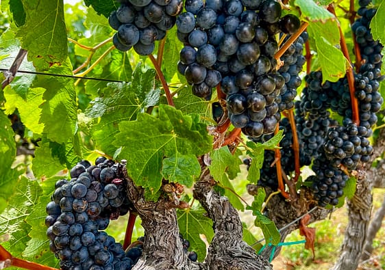 Black grapes in a vineyard in South Africa