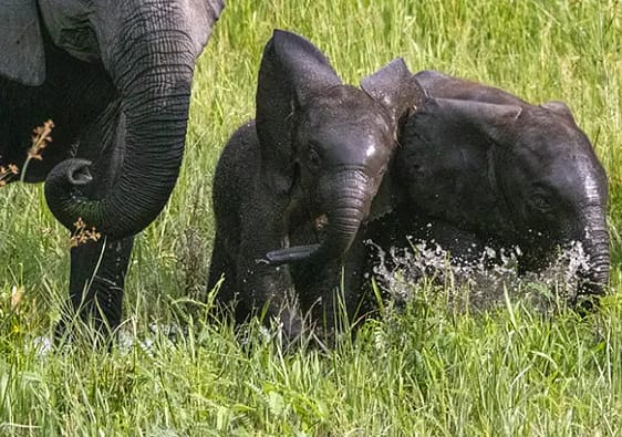 Baby elephants playing in the water of the Okavango delta