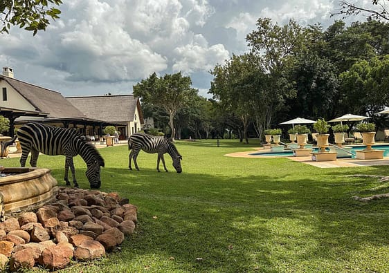 Anantar, Royal Livingstone, Viktoriafälle, Sambia, Zebras im Hotel