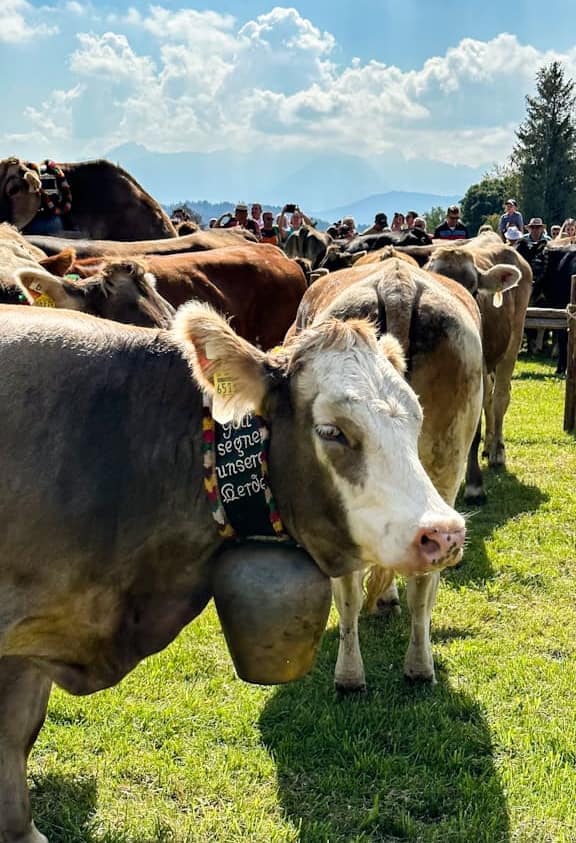 Viehscheid im Allgäu