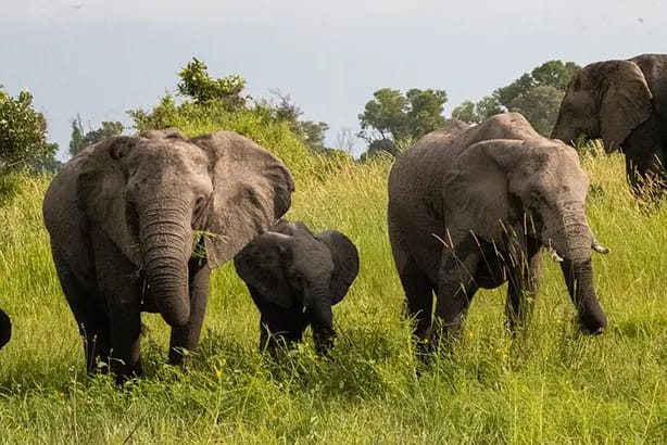 Elefanten, Botswana