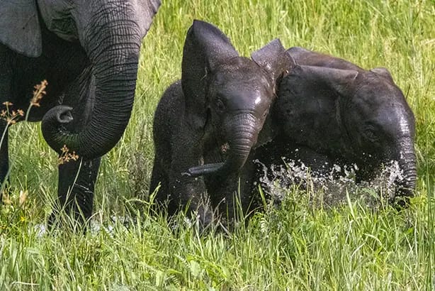 Baby elephants playing in the water of the Okavango delta