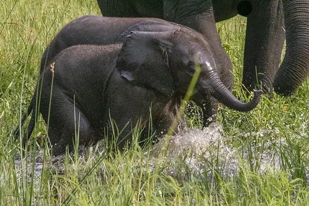 Elephant Botswana