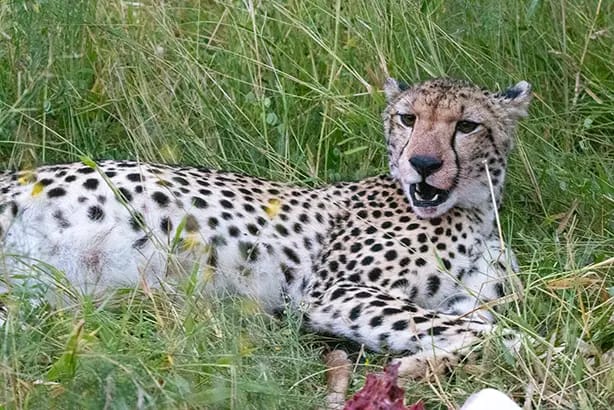 Gepard