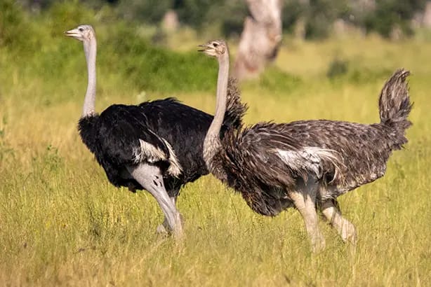 ostrich, Botswana