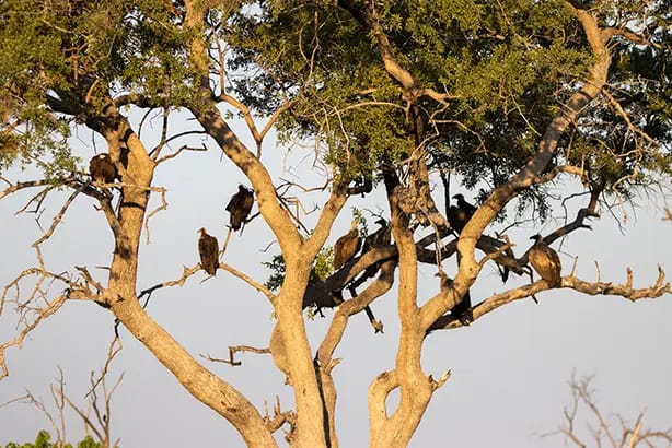 Vultures sitting in a trees waiting for the cheetah to move so they can feast