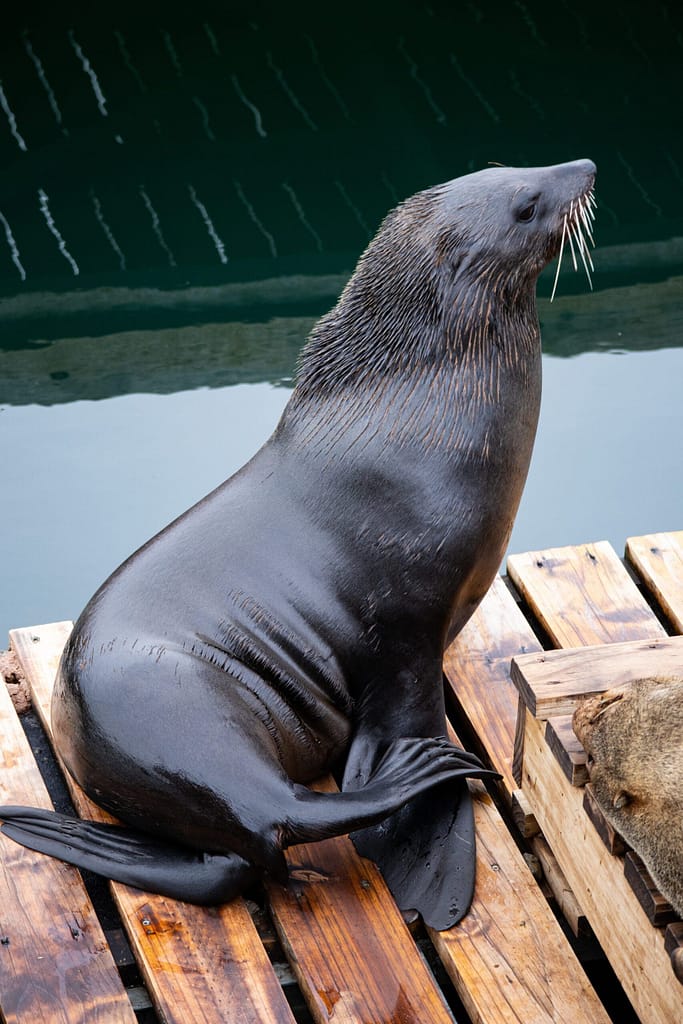 Seal at the V&A Waterfront in Cape Town