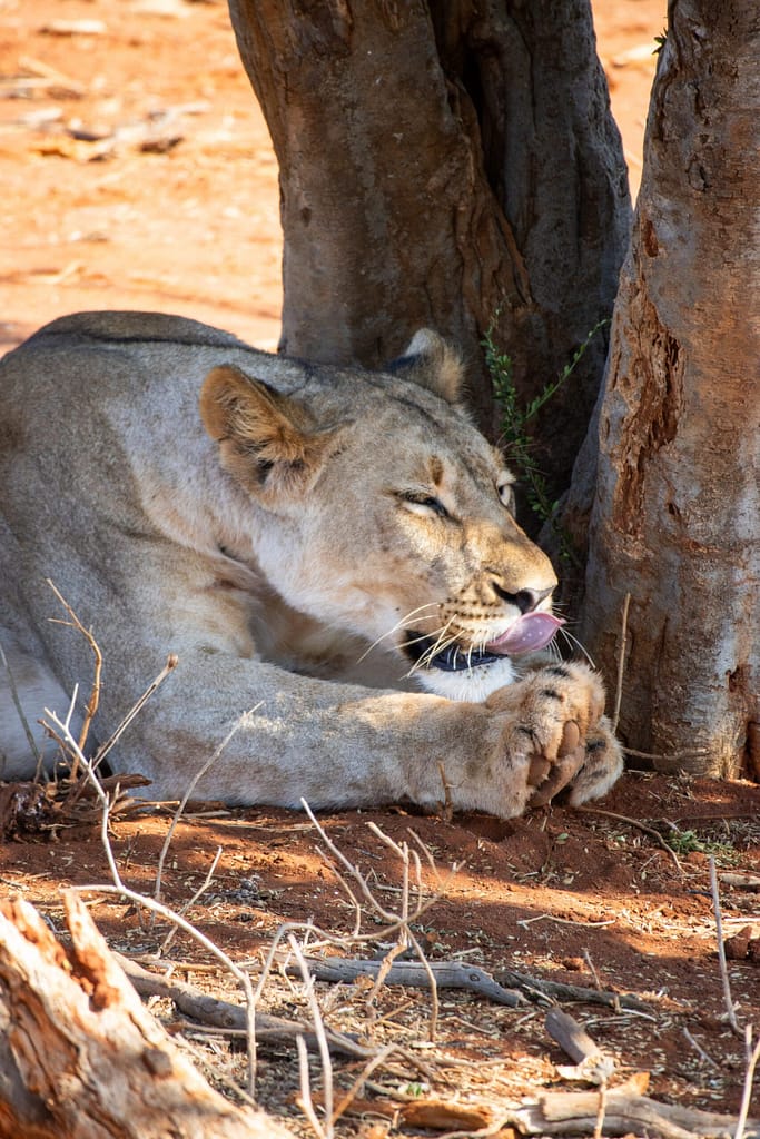 The head of a female lioness lying under a tree in a game reserve. Mosethla eco lodge