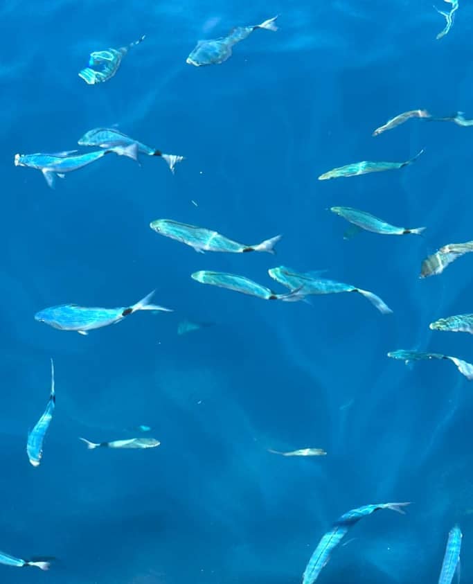 Fishes