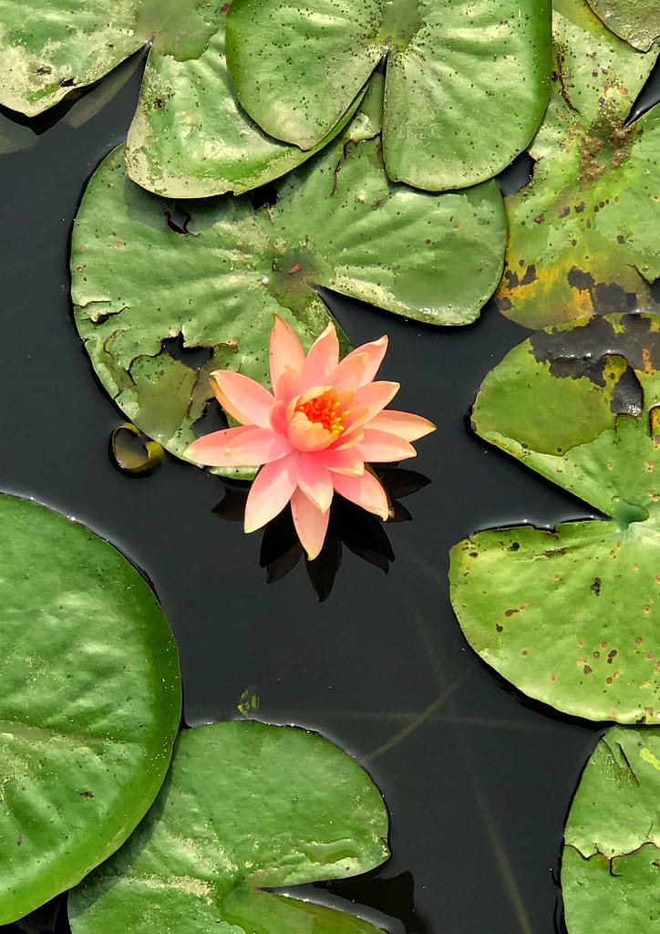 Lotus Lake, Kaohsiung