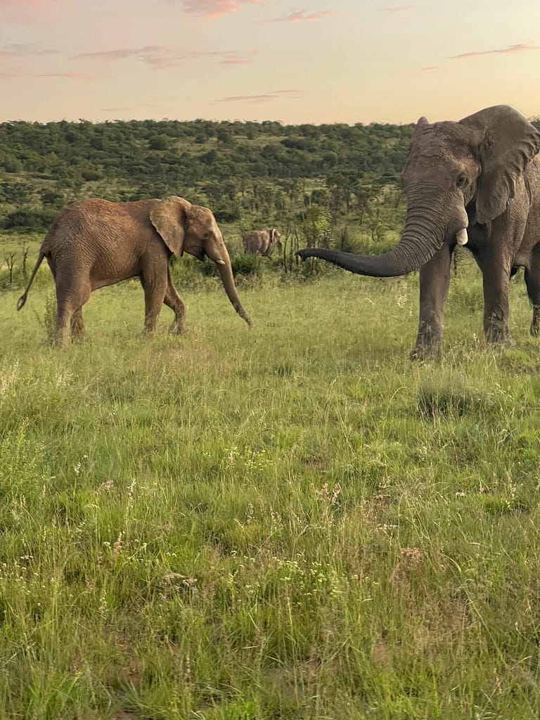 Travelbuddieslifestyle at Welgevonden Game Reserve Sediba Lodge a pivate reserve in South Africa
