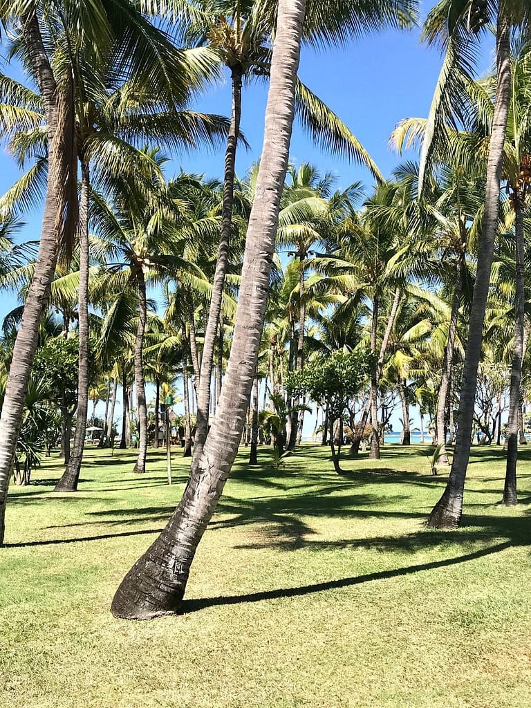 Travelbuddieslifestyle in Mauritius with palm tree views