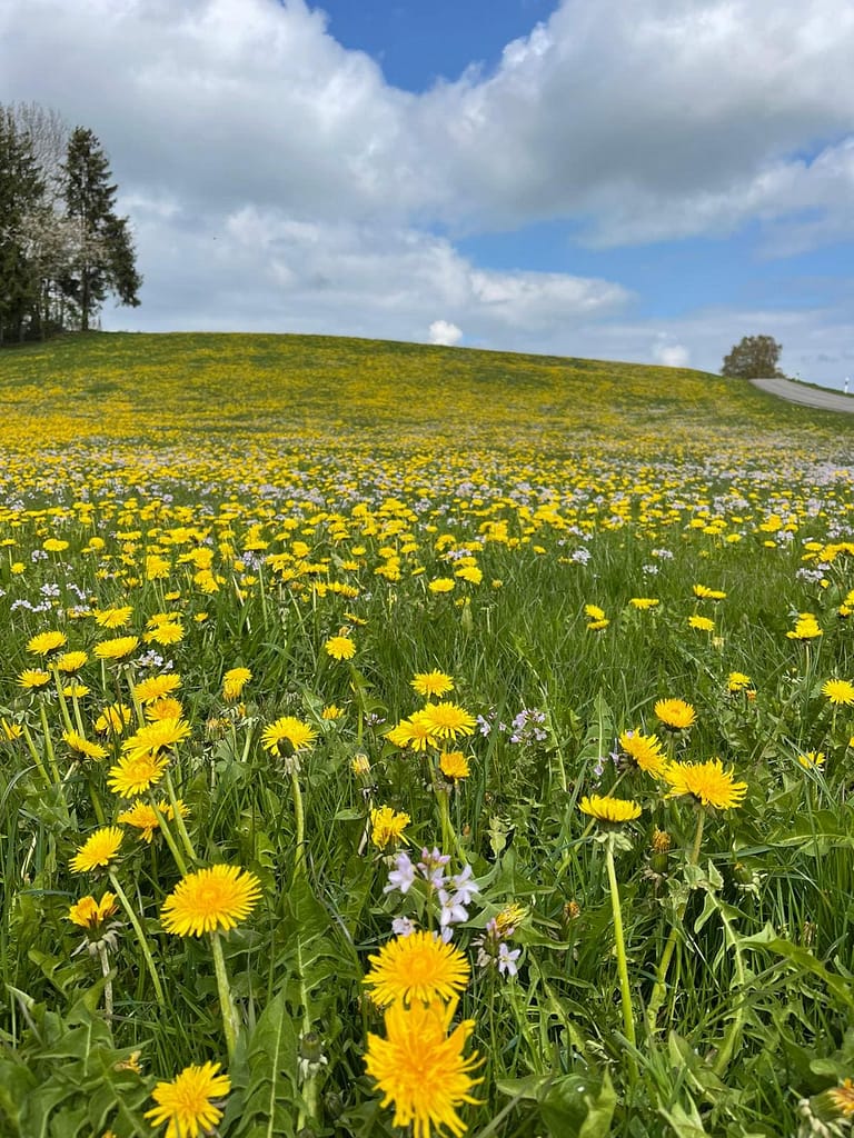 Travelbuddieslifestyle in the Allgäu, Germany enjoying spring with the blooming grass fields
