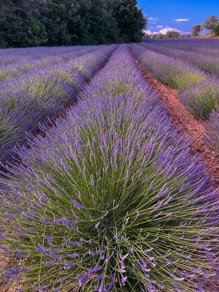 lavender fields showing the purple colors of the flowers during golden hour