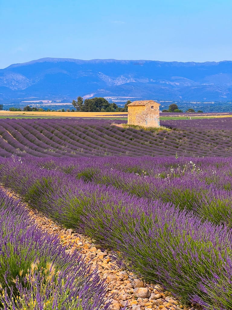 Lavendelfelder in Provence, France