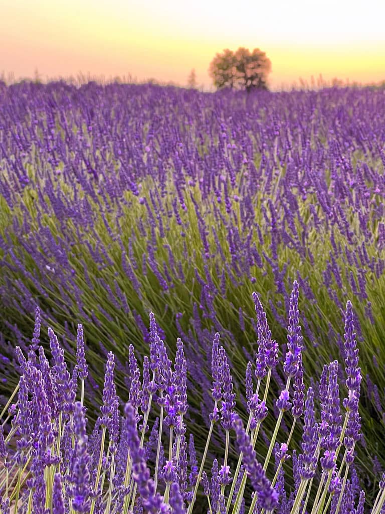 The lavender fields in France during golden hour