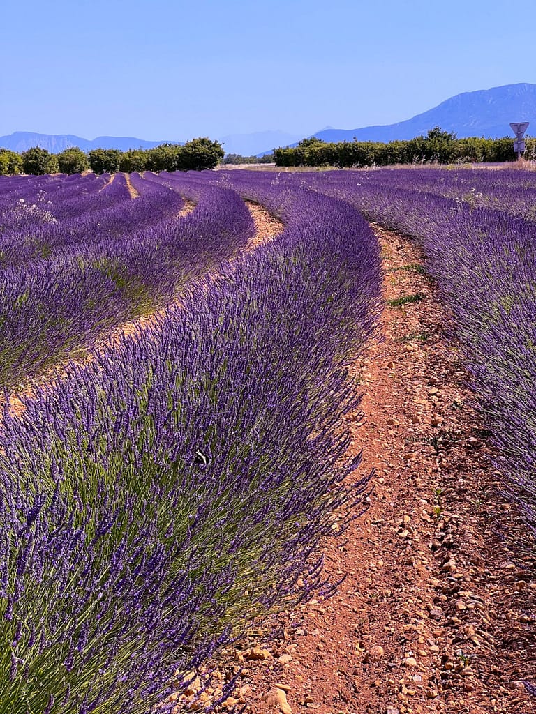 Rows of lavender flowers in France