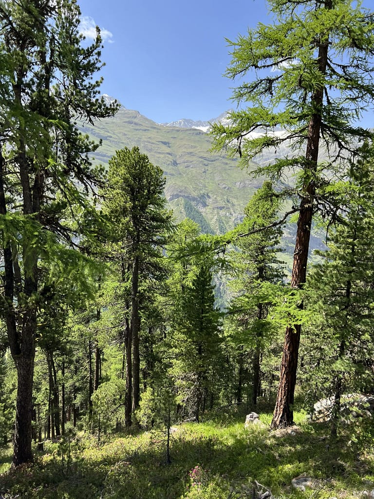 Travelbuddies in Zermatt