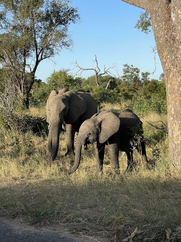 Elephants during self-drive in Kruger Park. Von Johannesburg zum Kruger Nationalpark